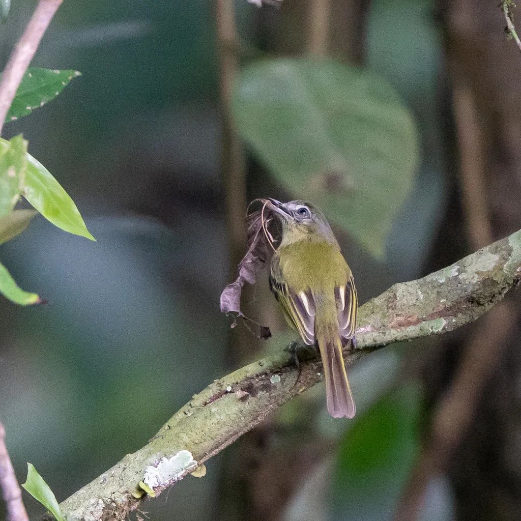 黄绿霸鹟(Tolmomyias sulphurescens)