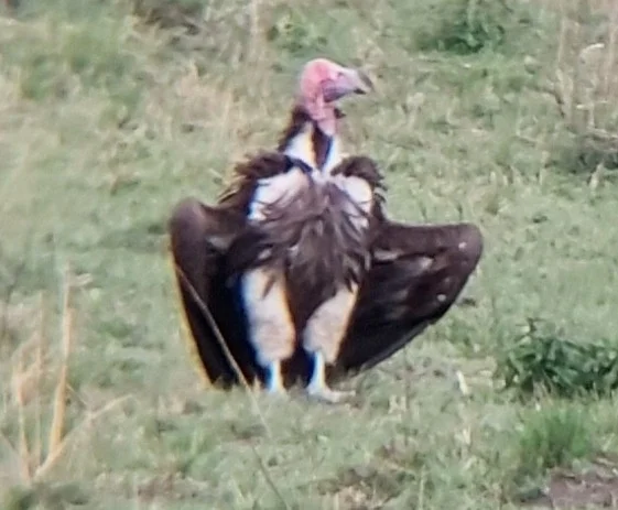 皱脸秃鹫(Torgos tracheliotos)