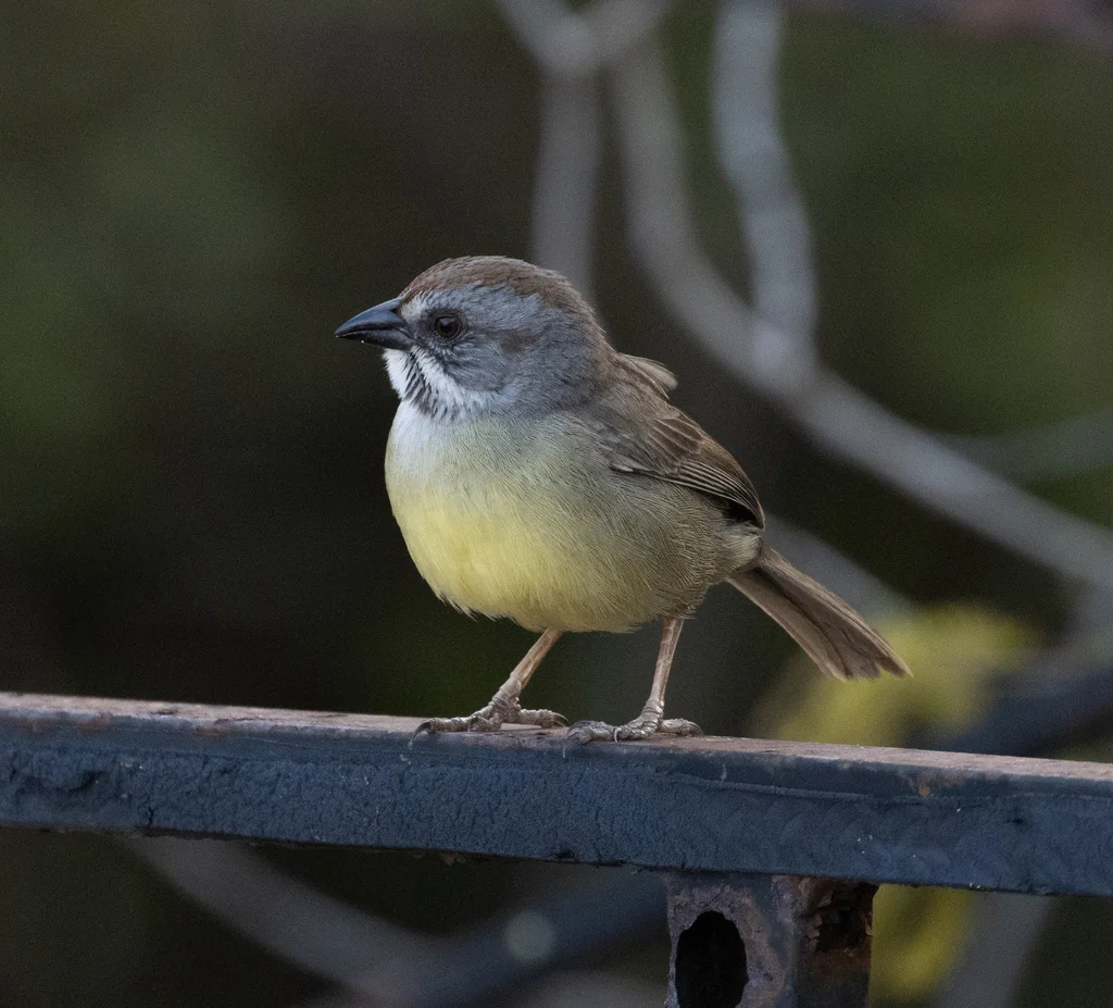 萨帕塔鹀(Torreornis inexpectata)