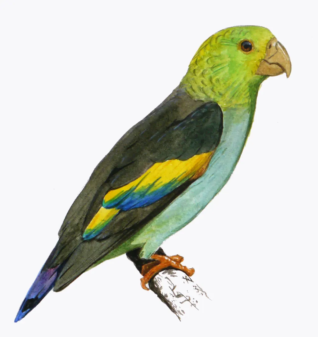 淡紫尾鹦哥(Touit batavicus)