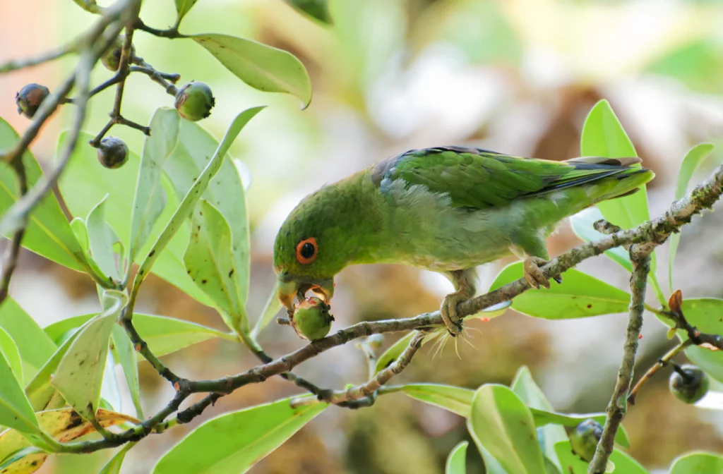 淡紫尾鹦哥(Touit batavicus)