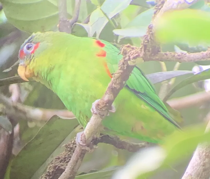 蓝额鹦哥(Touit dilectissimus)