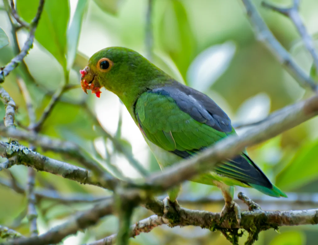褐背鹦哥(Touit melanonotus)