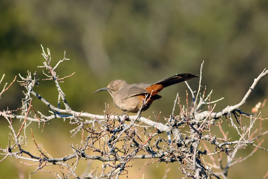 栗臀弯嘴嘲鸫(Toxostoma crissale)