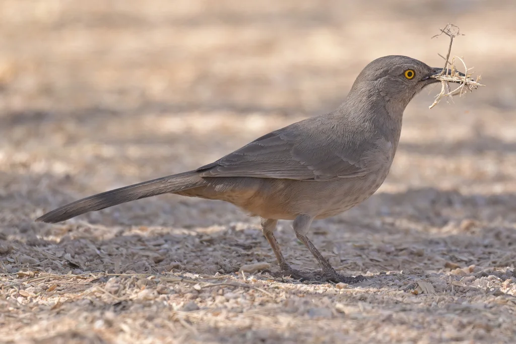 弯嘴嘲鸫（Toxostoma curvirostre）