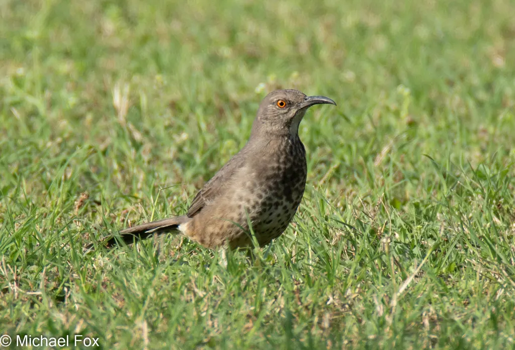 弯嘴嘲鸫（Toxostoma curvirostre）