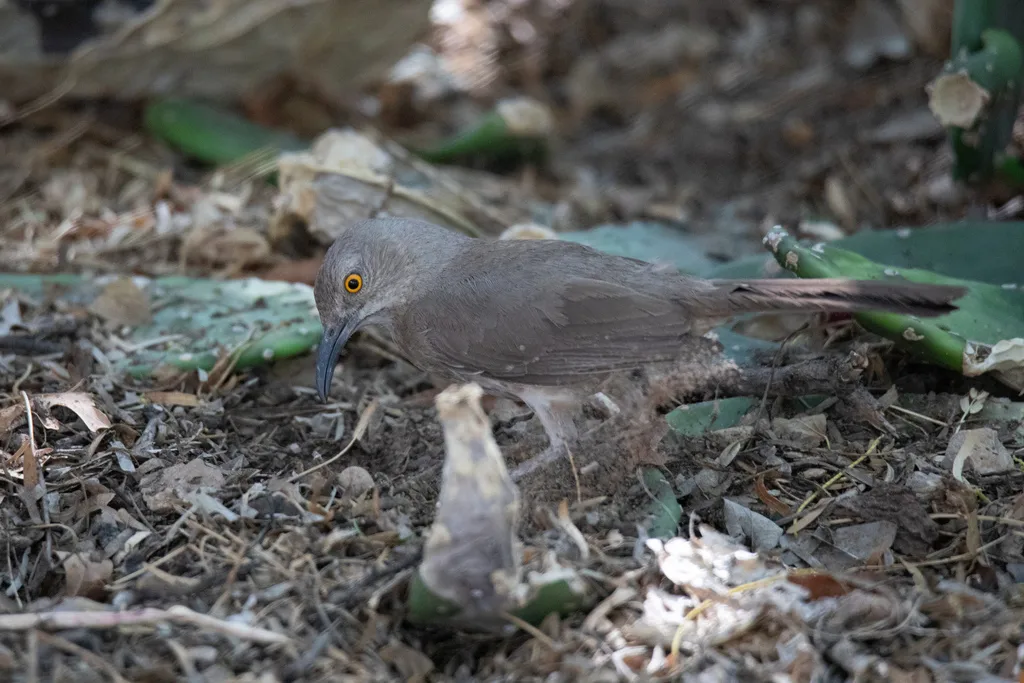 弯嘴嘲鸫（Toxostoma curvirostre）