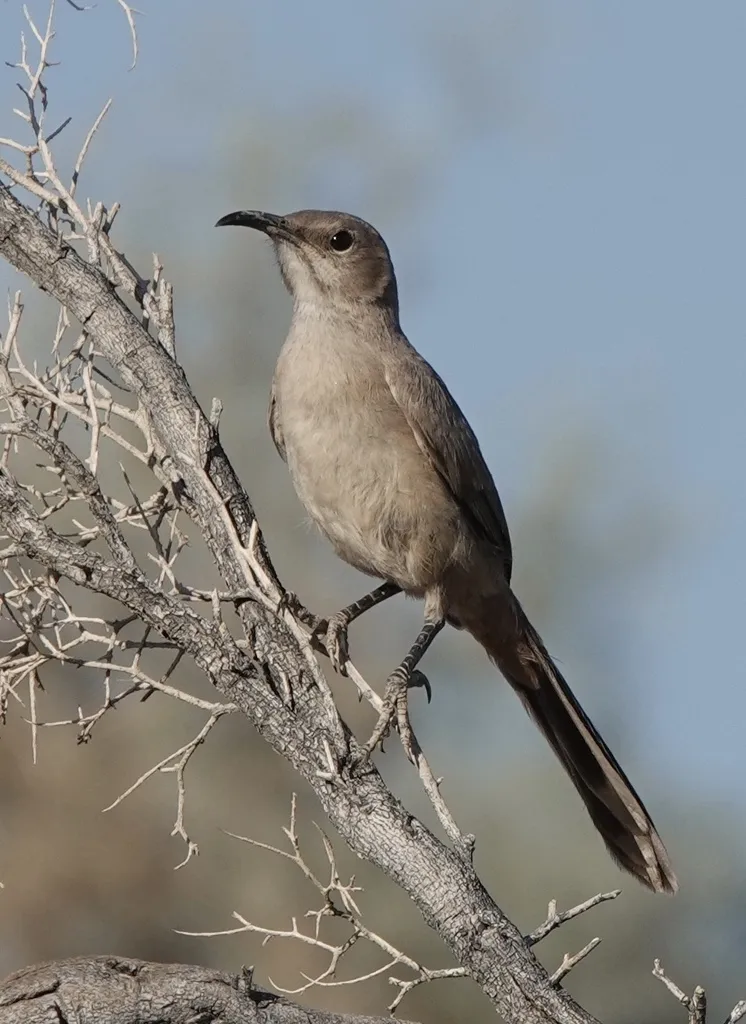 勒氏弯嘴嘲鸫(Toxostoma lecontei)