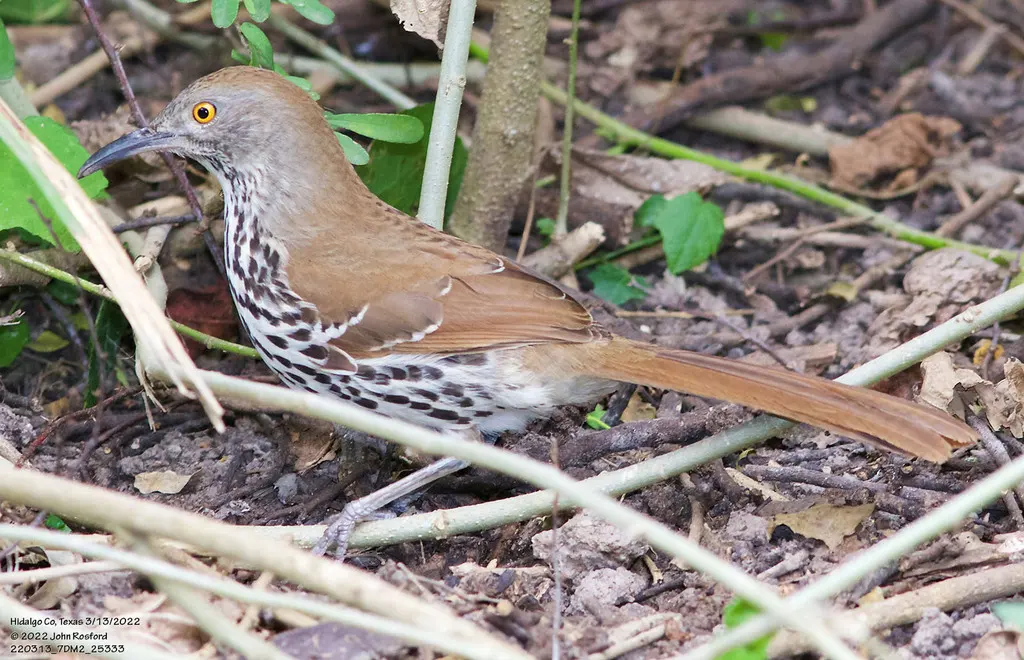 长弯嘴嘲鸫(Toxostoma longirostre)