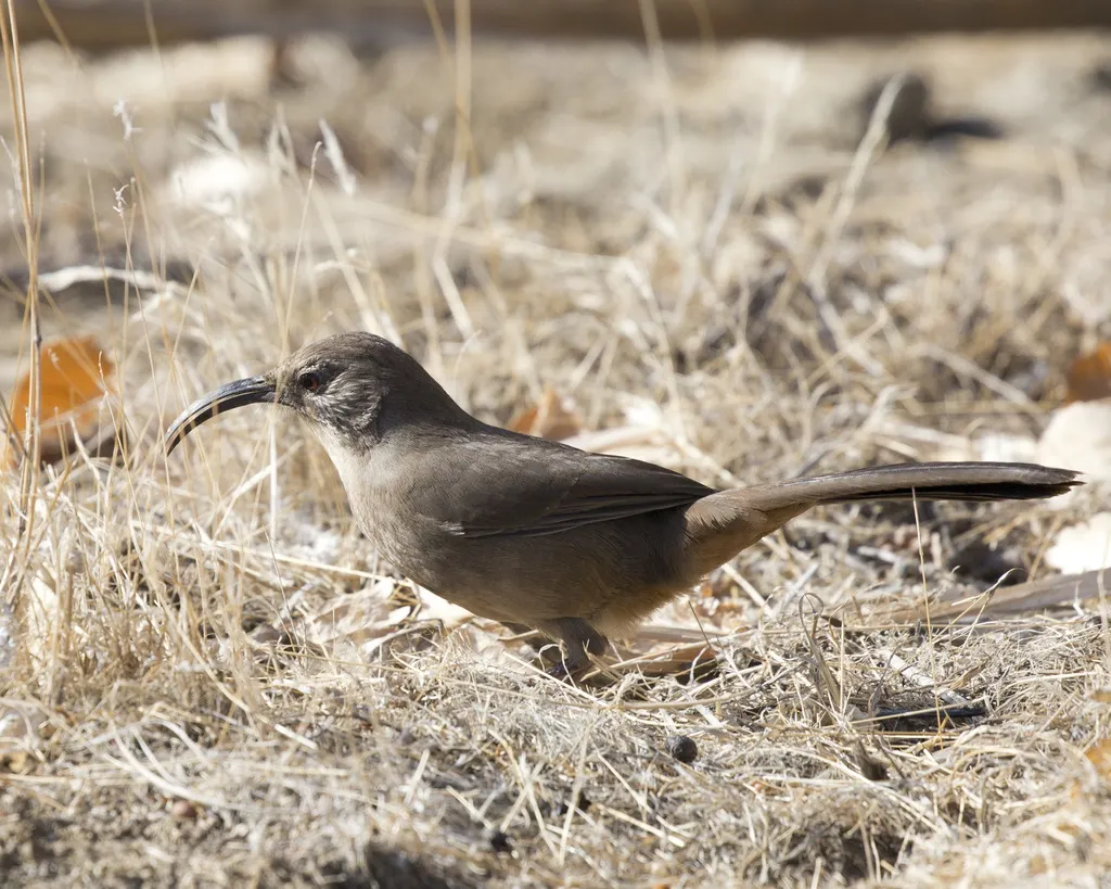 加州弯嘴嘲鸫（Toxostoma redivivum）
