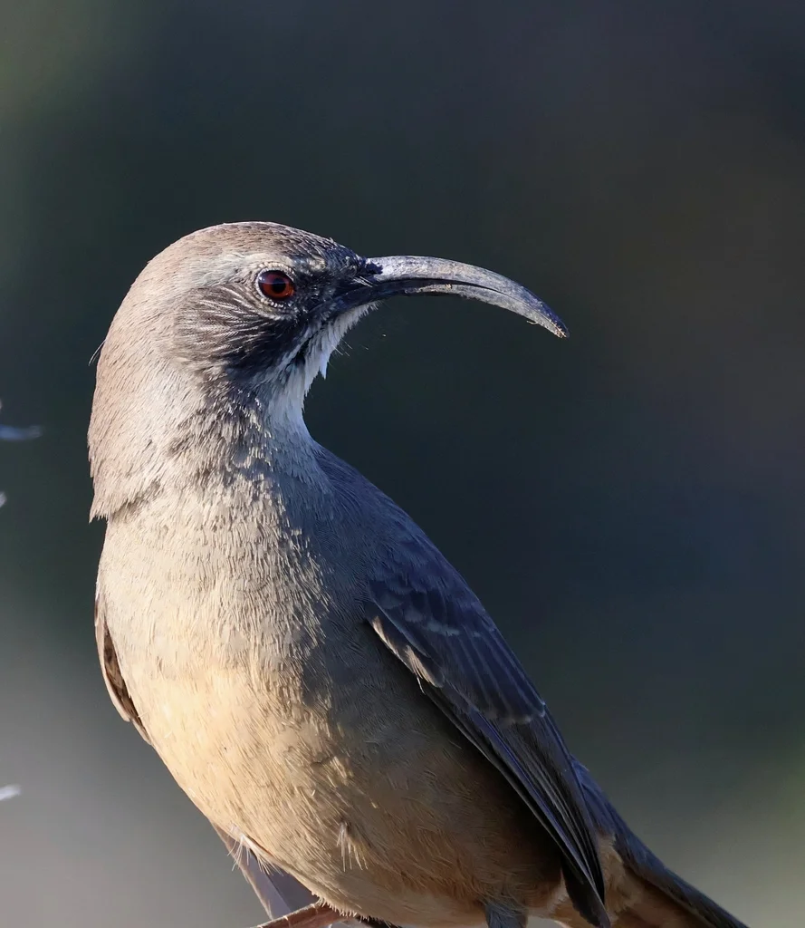 加州弯嘴嘲鸫（Toxostoma redivivum）