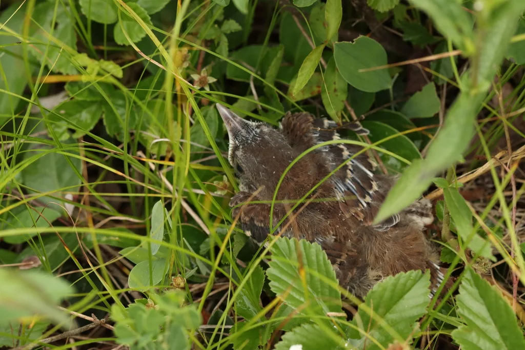 褐弯嘴嘲鸫(Toxostoma rufum)