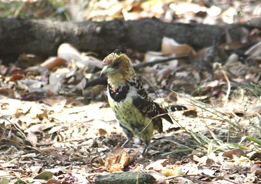南非拟啄木鸟(Trachyphonus vaillantii)