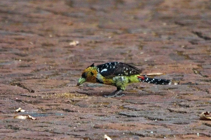 南非拟啄木鸟(Trachyphonus vaillantii)