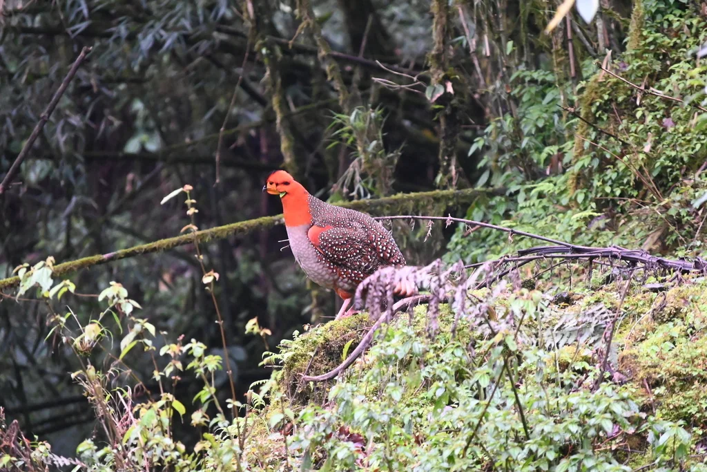 灰腹角雉(Tragopan blythii)