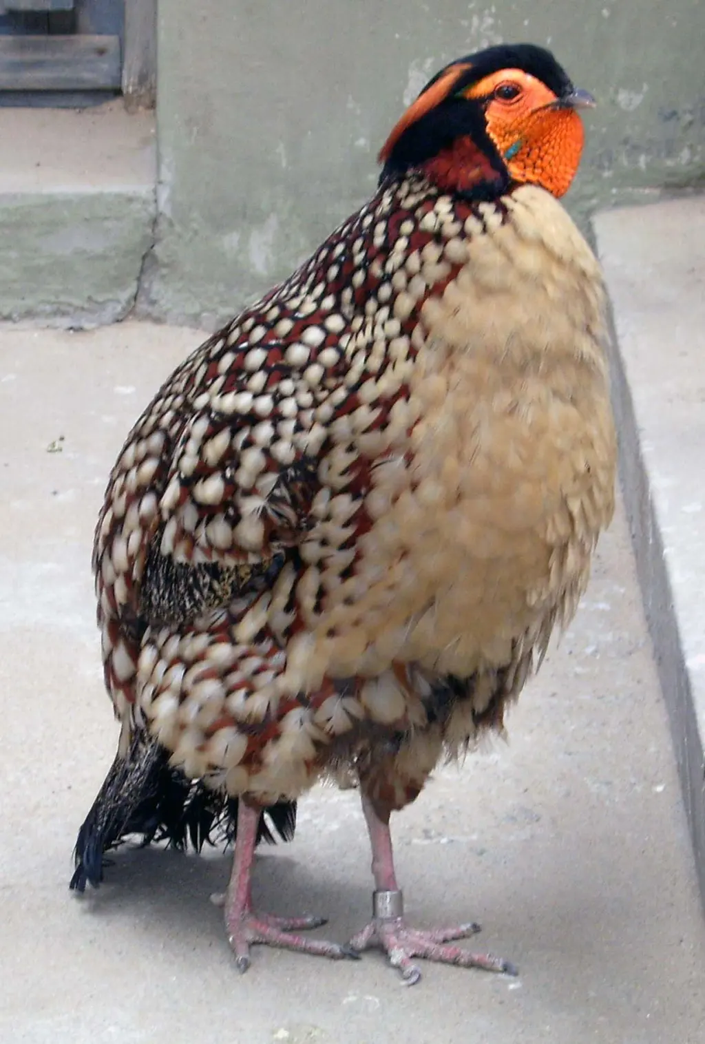 黄腹角雉(Tragopan caboti)