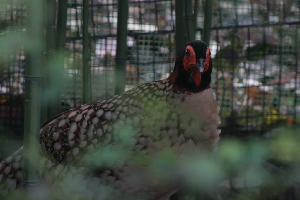 黄腹角雉(Tragopan caboti)