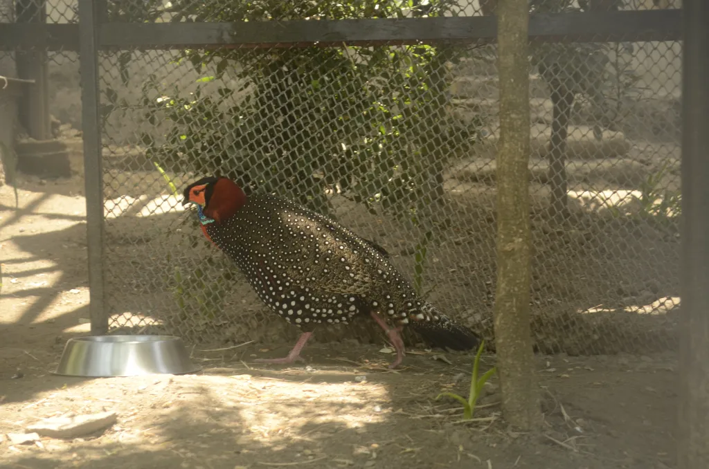 黑头角雉(Tragopan melanocephalus)