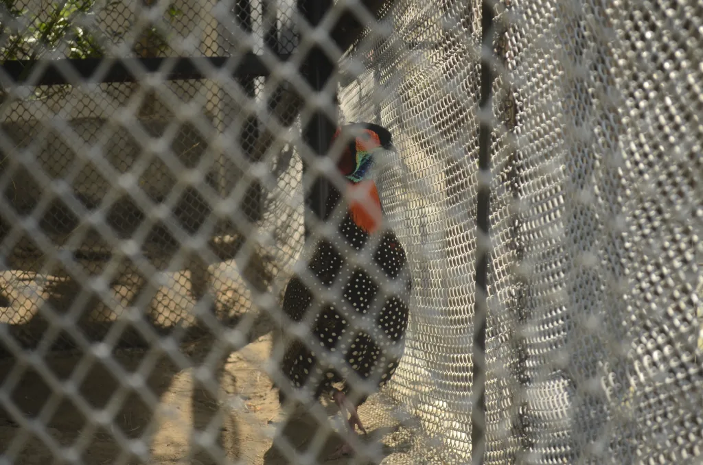 黑头角雉(Tragopan melanocephalus)