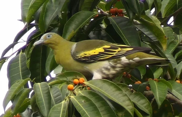 布鲁绿鸠(Treron aromaticus)