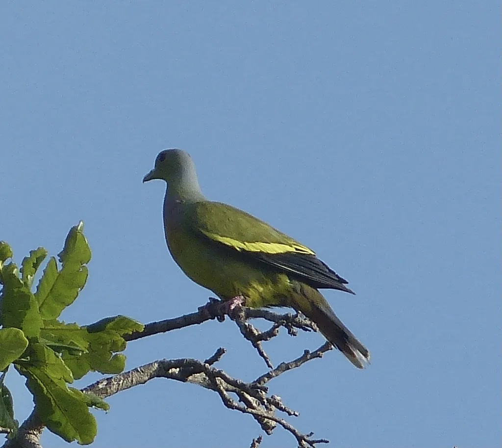 橙胸绿鸠(Treron bicinctus)