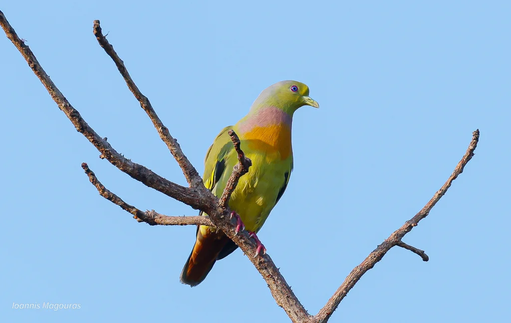橙胸绿鸠(Treron bicinctus)