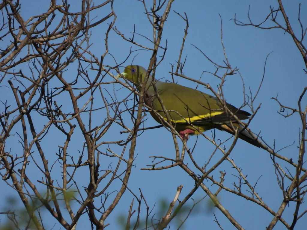 橙胸绿鸠(Treron bicinctus)