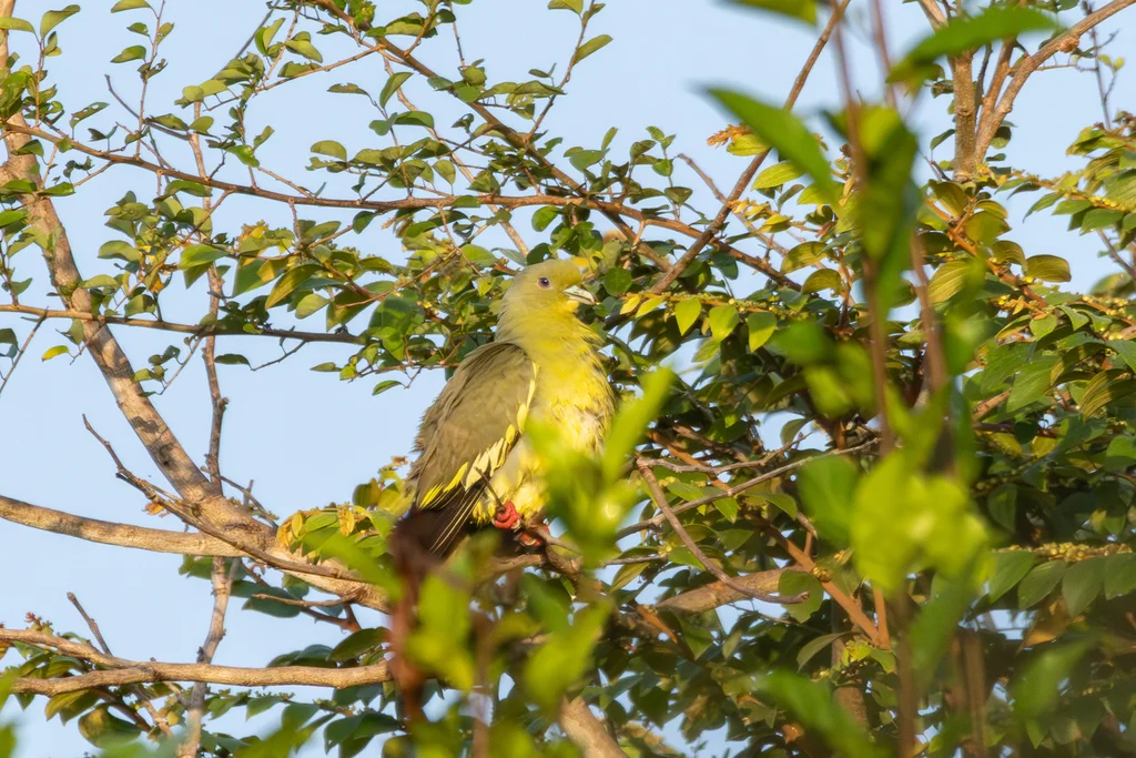 橙胸绿鸠(Treron bicinctus)