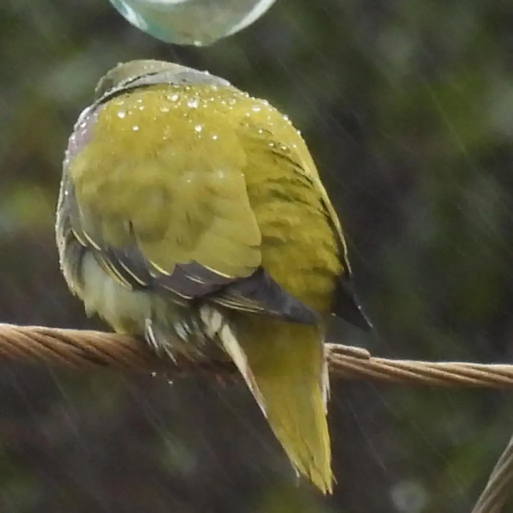 非洲绿鸠(Treron calvus)