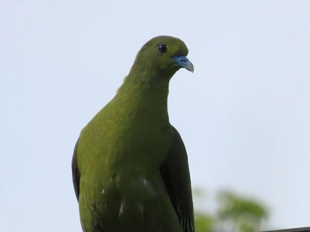 红顶绿鸠(Treron formosae)