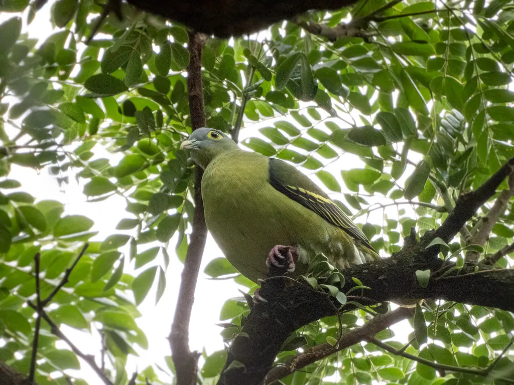灰颊绿鸠(Treron griseicauda)