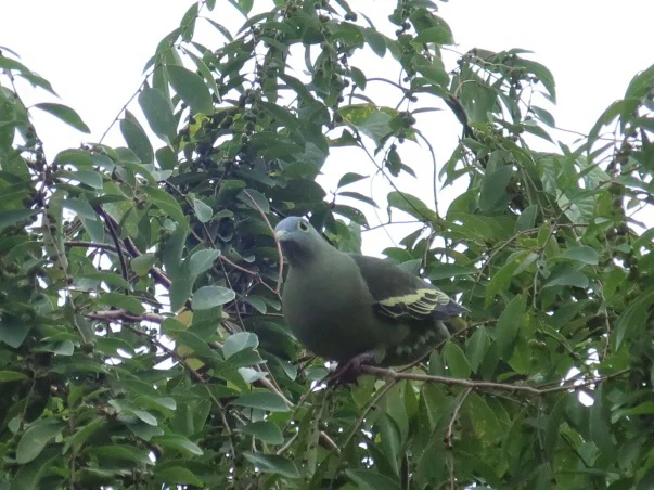 灰颊绿鸠(Treron griseicauda)