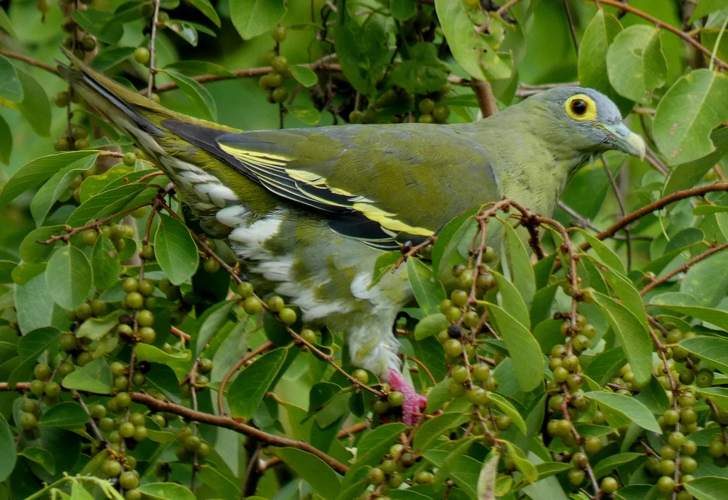 灰颊绿鸠(Treron griseicauda)