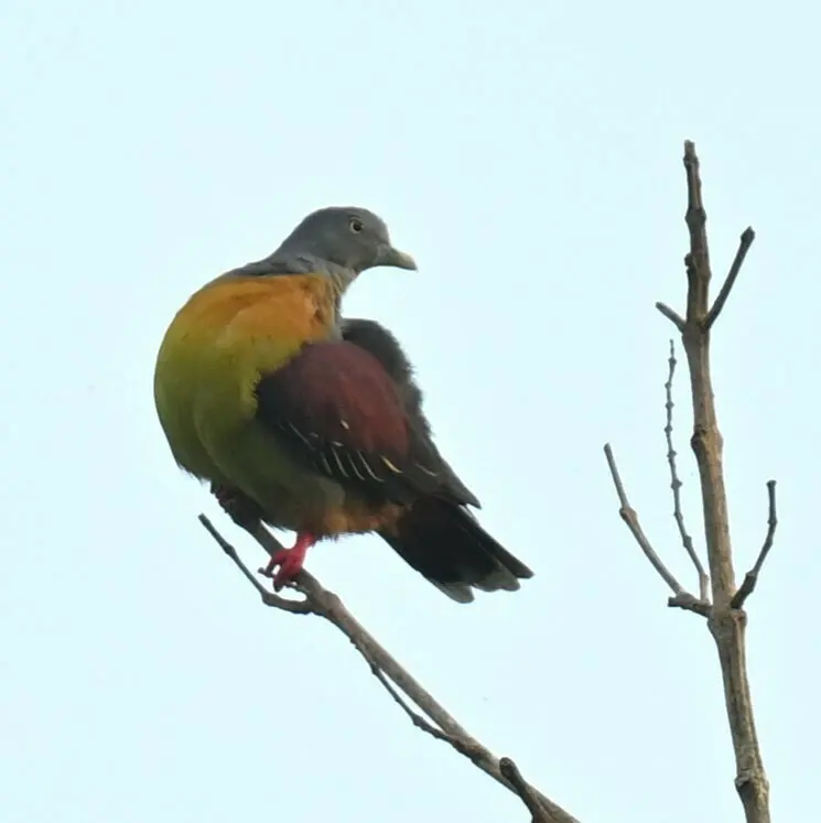小绿鸠(Treron olax)
