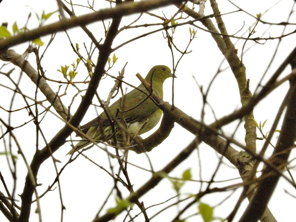 红翅绿鸠(Treron sieboldii)