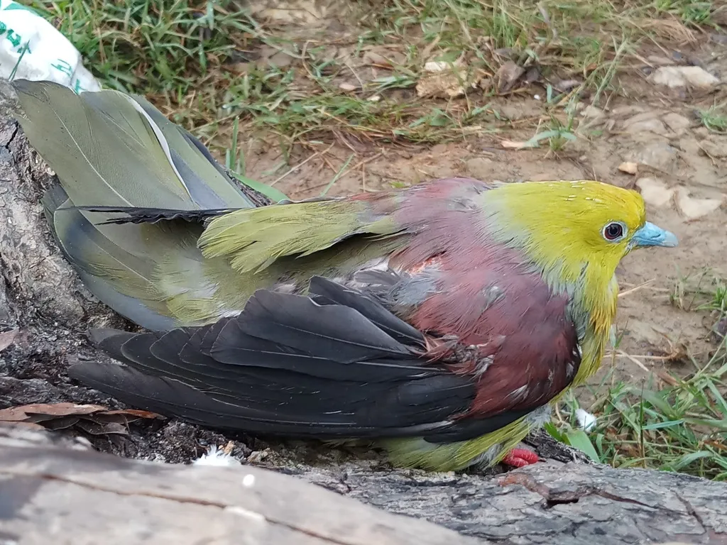 楔尾绿鸠（Treron sphenurus）