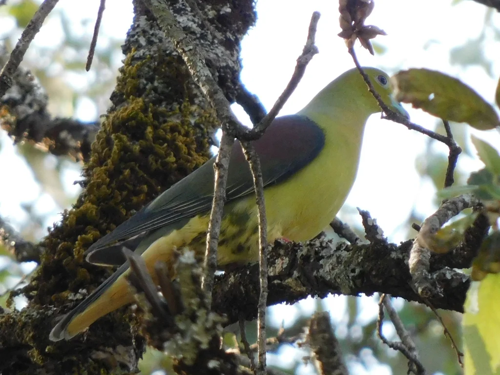 楔尾绿鸠（Treron sphenurus）