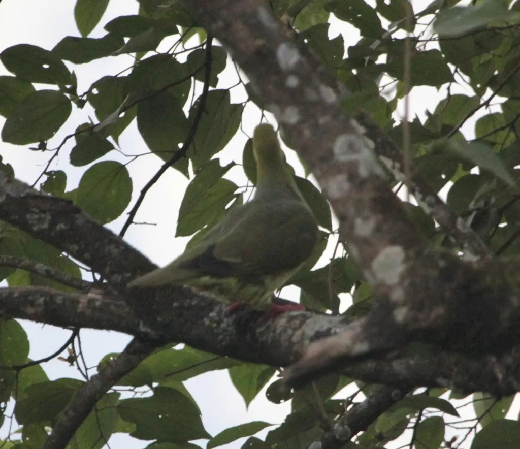 楔尾绿鸠（Treron sphenurus）