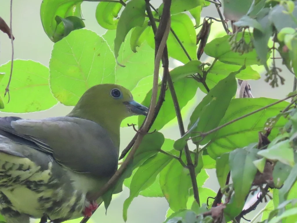 楔尾绿鸠（Treron sphenurus）