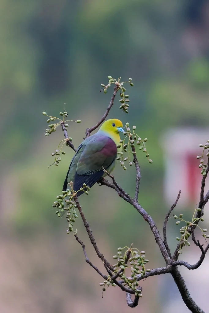 楔尾绿鸠（Treron sphenurus）