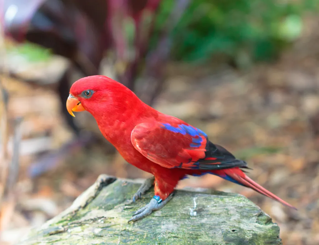 红鹦鹉(Trichoglossus borneus)