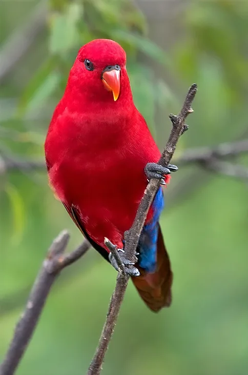红鹦鹉(Trichoglossus borneus)