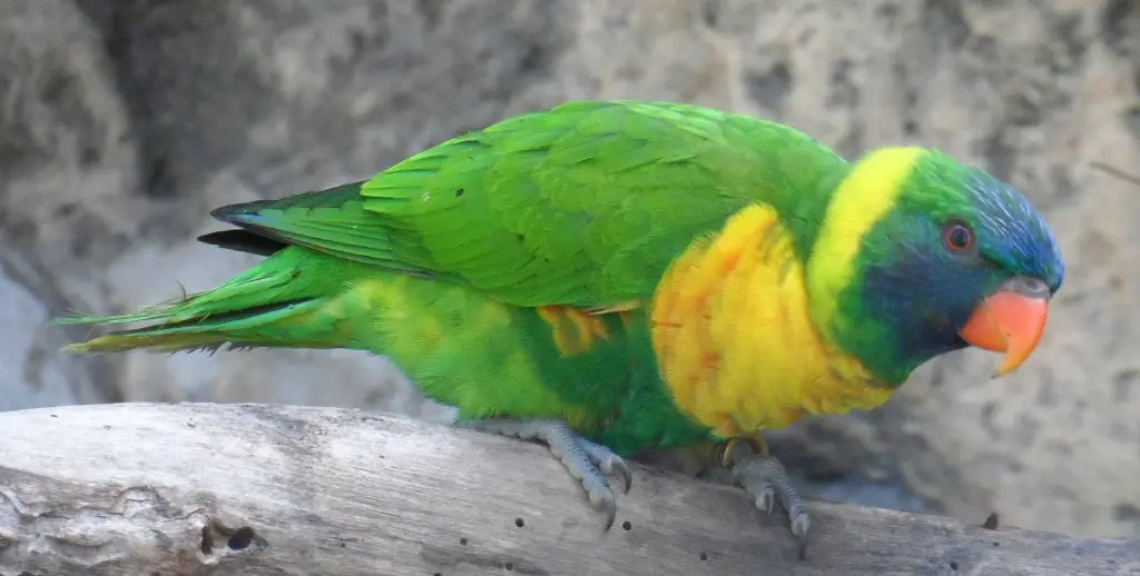 黄胸鹦鹉(Trichoglossus capistratus)