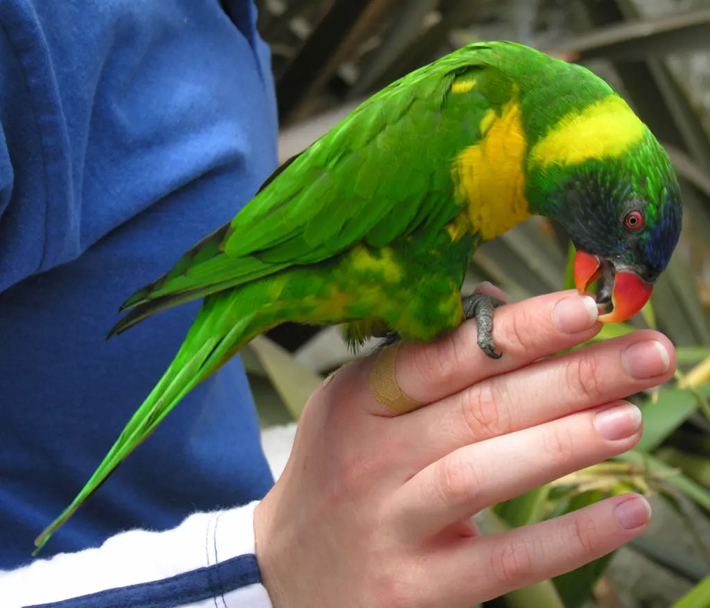 黄胸鹦鹉(Trichoglossus capistratus)