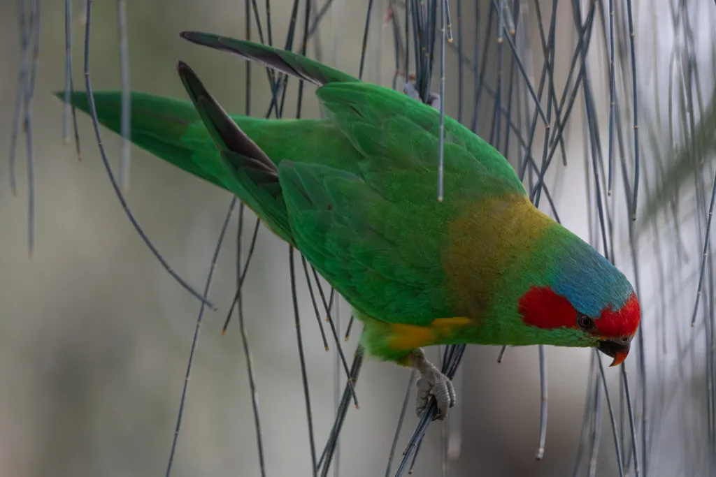 红耳绿鹦鹉(Trichoglossus concinnus)