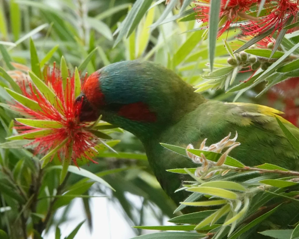红耳绿鹦鹉(Trichoglossus concinnus)