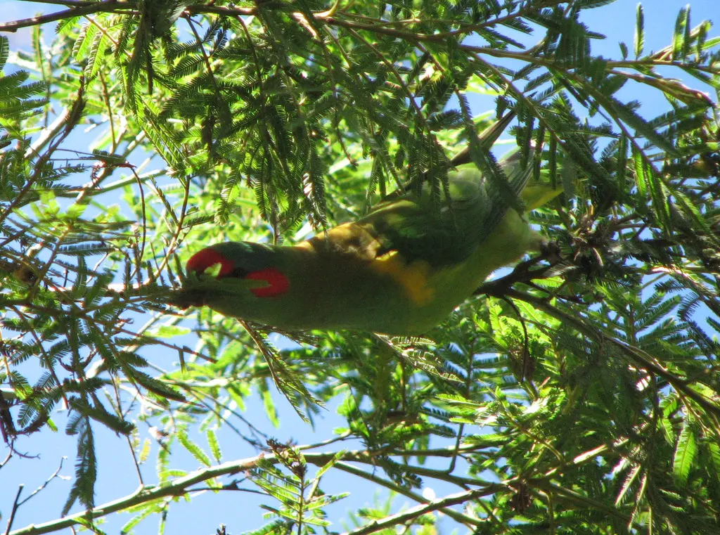 红耳绿鹦鹉(Trichoglossus concinnus)