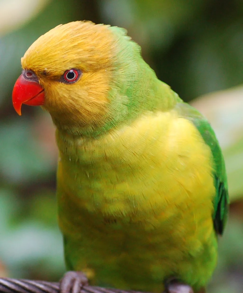 褐头绿鹦鹉(Trichoglossus euteles)