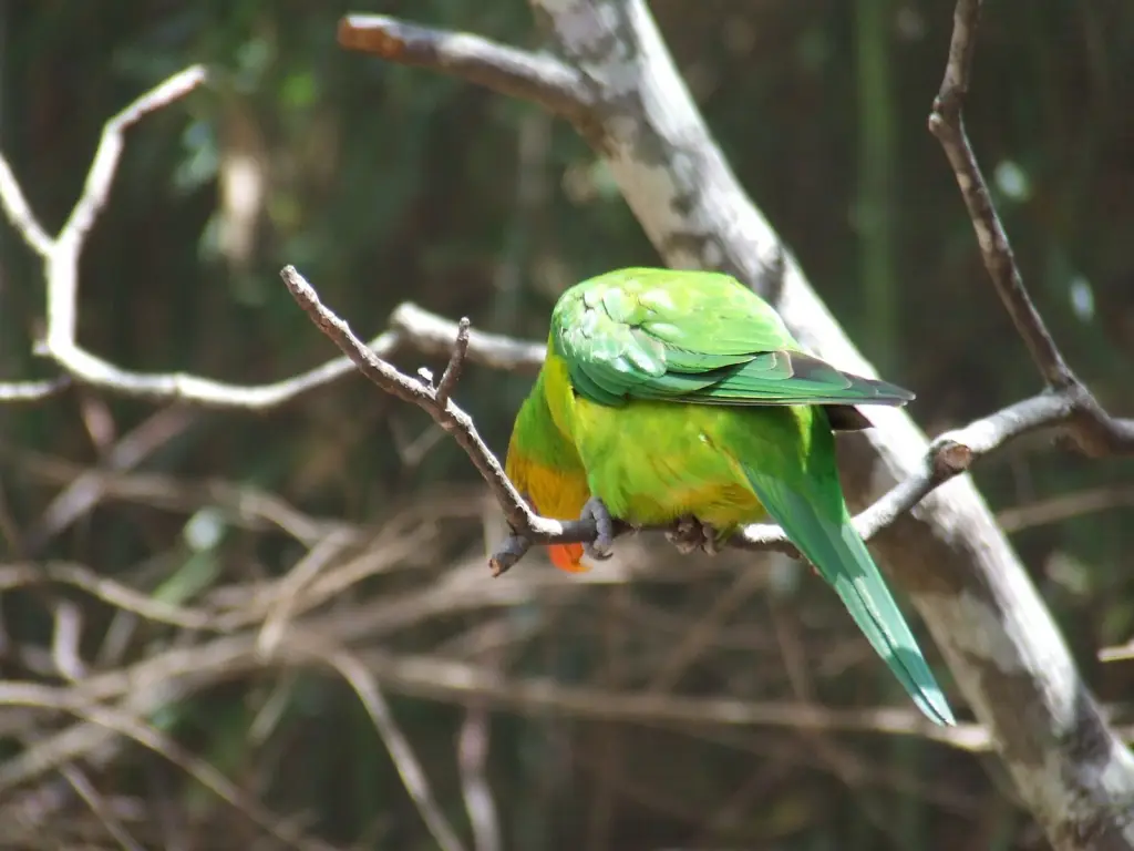 褐头绿鹦鹉(Trichoglossus euteles)