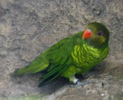 黄绿鹦鹉(Trichoglossus flavoviridis)
